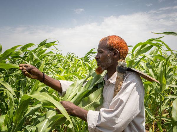 World food prices hit 10-year high