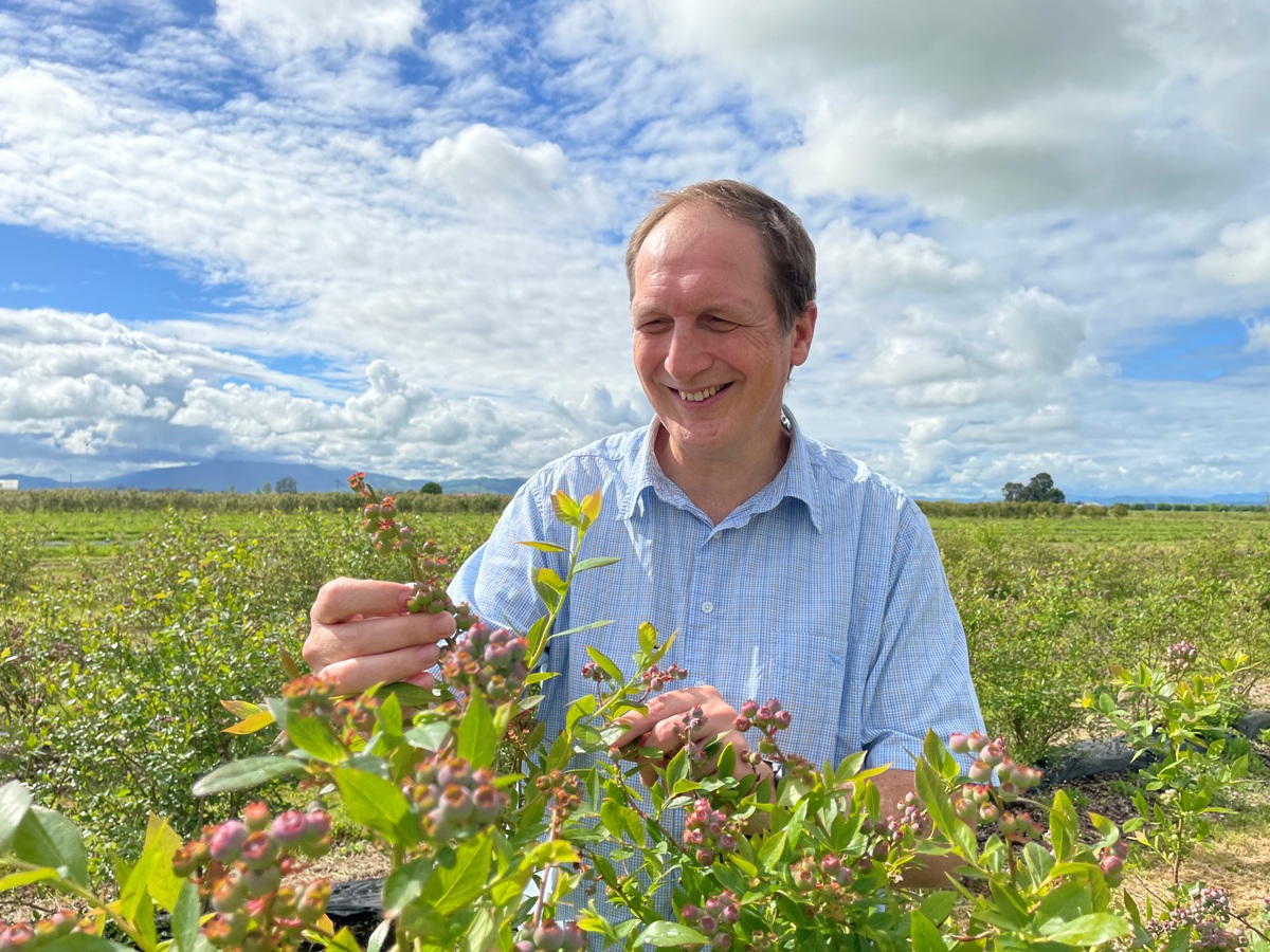 Blueberries tipped for bumper season