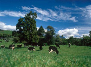 rsz_fonterra_cows-grazing