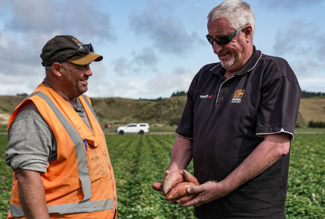 Kūmara boomerang: Proper Crisps switches back from Aussie sweet potato